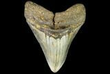 Fossil Megalodon Tooth - North Carolina #109549-1